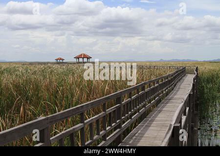 Holzbrücke im Lotussee im Khao Sam ROI Yot Nationalpark, Pran buri, Prachuap Provinz Khiri Khan, Thailand Stockfoto