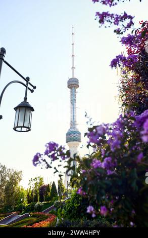 Taschkent Fernsehturm Toschkent Teleminorasi und lila Blumen im Park bei Sonnenuntergang in Usbekistan Stockfoto