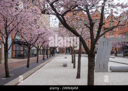 Leute, die die rosa Frühlingsblüte am Oozells Square, Brindley Place, Birmingham, bewundern und fotografieren Stockfoto