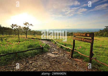 Dok Krachiao Blooming oder Siam-Tulip Festival in Thung Bua Sawan (Sai Thong National Park) Chaiyaphum, Thailand Stockfoto