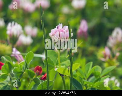 Schöne Blume Alfalfa Variegated auf einem verschwommenen Hintergrund Nahaufnahme Stockfoto