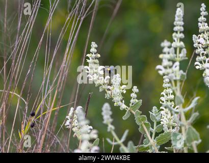 Große Hummel auf den weißen Blüten der Pflanze Nahaufnahme Stockfoto