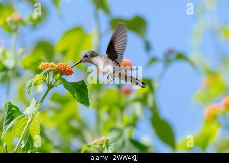 Ruby Topaz Kolibri bestäubt Blumen in einem Lantana-Busch im Sonnenlicht Stockfoto