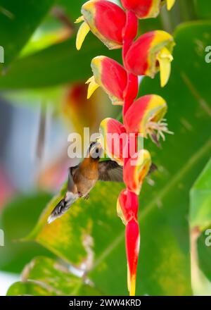 Kleiner Einsiedler Kolibris, Phaethornis longuemareus, ernährt sich von einer tropischen roten Hummer-Klaue-Helikonia-Blüte im Regenwald. Stockfoto