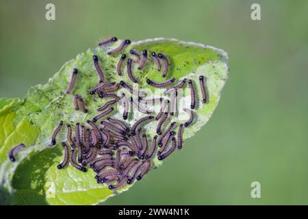 Raupen essen Apfelbaumblätter im Garten. Lakey Motte, Malacosoma neustria. Stockfoto