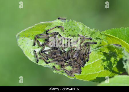 Raupen essen Apfelbaumblätter im Garten. Lakey Motte, Malacosoma neustria. Stockfoto