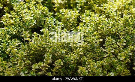 Aureus Lemon Thymian - Thymus citriodorus kulinarische Kräuterpflanze. Zierstrauch aus Zitronen- oder Zitrusthymian. Stockfoto