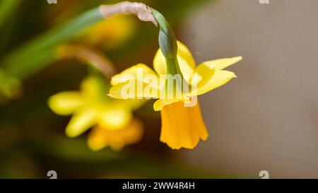 Eine Nahaufnahme der Narzissen-Blüte mit verschwommenen Blättern im Hintergrund Stockfoto