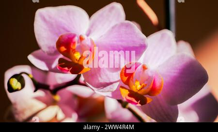 Eine Nahaufnahme von Orchideenblüten im Sonnenlicht mit weichem, verschwommenem Hintergrund Stockfoto