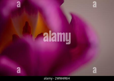 Extremes Makrobild einer violetten Tulpenblüte mit Pollenstämmen, aufgenommen vor einem unscharfen grauen Hintergrund, außermittig, Querformat Stockfoto