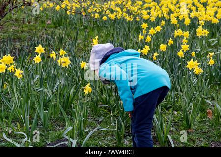 Krakau, Polen, 21. März 2024. Ein Junge beobachtet Narzissen im Wahrzeichen des öffentlichen Parks Planty in Krakau. Quelle: Dominika Zarzycka/Alamy Live News Stockfoto