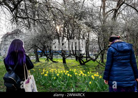 Krakau, Polen, 21. März 2024. Frauen beobachten Narzissen im berühmten öffentlichen Park Planty in Krakau. Quelle: Dominika Zarzycka/Alamy Live News Stockfoto