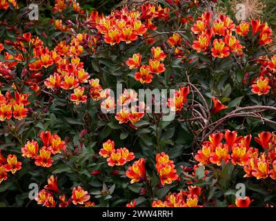 Nahaufnahme der orange gelb gesprenkelten Blüten des sommerblühenden krautigen Staudengartenpflanzenalstroemeria indischer Sommer. Stockfoto