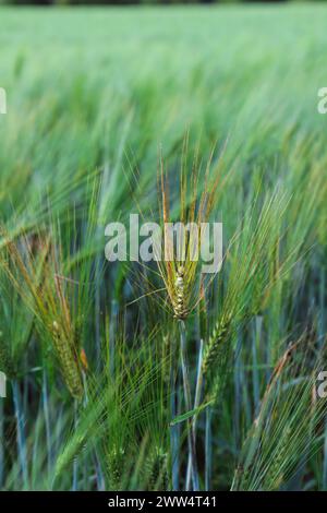 Weizenpflanzen blühen und stehen auf grünen Gräsern Pflanzen in der Landwirtschaft Feld aus dem ländlichen Raum Stockfoto