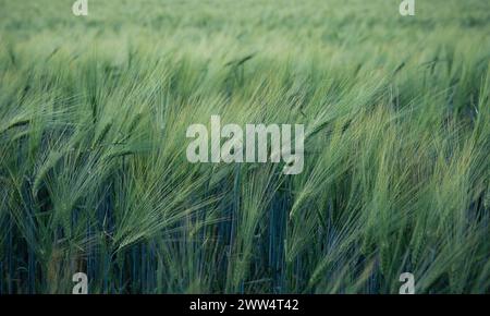 Weizenpflanzen blühen und stehen auf grünen Gräsern Pflanzen in der Landwirtschaft Feld aus dem ländlichen Raum Stockfoto