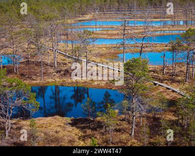 Holzsteg durch Wald und Sümpfe - Viru raba Place im estnischen Nationalpark Lahemaa Stockfoto