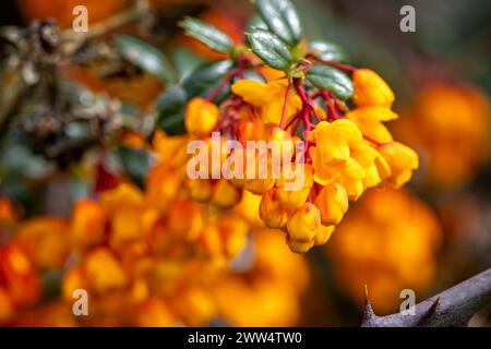 Nahaufnahme einer Gruppe von leuchtend gelb-orangen Blüten mit roten Stielen auf Berberis Darwinii immergrünem Sträucher Stockfoto