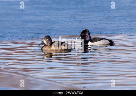 Ein Paar Enten, ein Männchen und ein Weibchen, schwimmen im Winter zusammen in einem eisigen See. Stockfoto