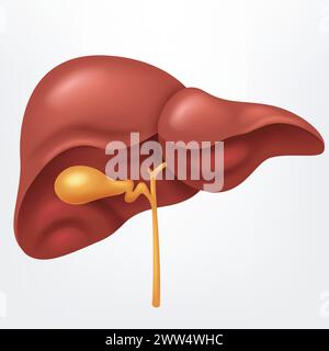 Menschliche Leber im Verdauungssystem, Vektorillustration Stock Vektor