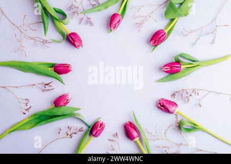 Kreisförmiges Layout mit violetten Tulpenblüten auf pastellfarbenem Fliederhintergrund. Draufsicht, flach, Kopierbereich. Stockfoto