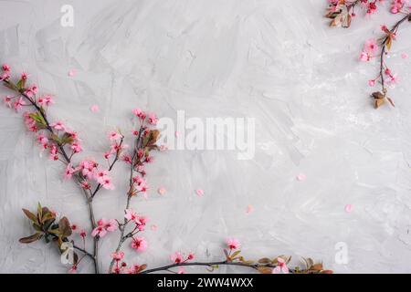 Spring Flat lag mit Kirschblüten und Blütenblättern auf grauem Betonhintergrund. Draufsicht, Kopierraum. Stockfoto