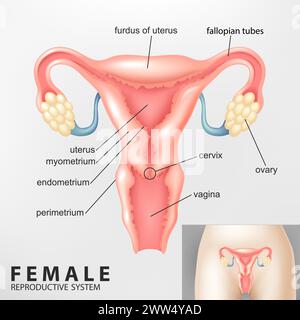 Diagramm des weiblichen Reproduktionssystems, Vektorillustration Stock Vektor