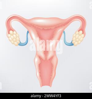 Weibliches Reproduktionssystem, Vektorillustration Stock Vektor