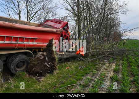 Leipzig - LKW kommt von Straße ab und kracht in Baum: Eingeklemmter Fahrer muss von Feuerwehr befreit werden - schwer verletzt 18.03.2024 gegen 14,30 Uhr Leipzig-Liebertwolkwitz, Güldengossaer Straße zu einem schweren Unfall kam es am Montagnachmittag gegen 14,30 Uhr in Markkleeberg. Nach ersten Angaben der Polizei war der Fahrer eines Lastwagens mit Anhänger auf der Güldengossaer Straße von Liebertwolkwitz kommend in Richtung Güldengossa unterwegs, als er aus bislang ungeklärter Ursache nach rechts von der Fahrbahn abkam und schwer mit einem Baum am Straßenrand kollidiert ist. Der LKW fällte Stockfoto