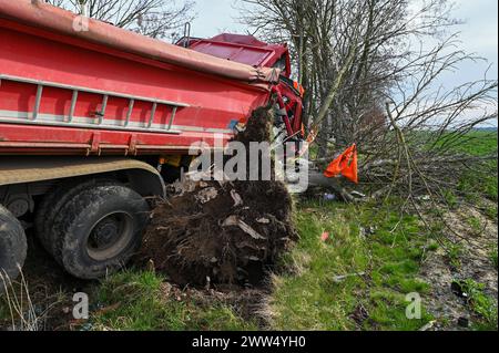 Leipzig - LKW kommt von Straße ab und kracht in Baum: Eingeklemmter Fahrer muss von Feuerwehr befreit werden - schwer verletzt 18.03.2024 gegen 14,30 Uhr Leipzig-Liebertwolkwitz, Güldengossaer Straße zu einem schweren Unfall kam es am Montagnachmittag gegen 14,30 Uhr in Markkleeberg. Nach ersten Angaben der Polizei war der Fahrer eines Lastwagens mit Anhänger auf der Güldengossaer Straße von Liebertwolkwitz kommend in Richtung Güldengossa unterwegs, als er aus bislang ungeklärter Ursache nach rechts von der Fahrbahn abkam und schwer mit einem Baum am Straßenrand kollidiert ist. Der LKW fällte Stockfoto