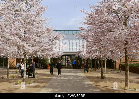 Yoshino Cherry (Prunus x yedoensis) Blossom, Welcome Building, RHS Garden Wisley, Woking, Surrey, England, Großbritannien, Großbritannien, Europa Stockfoto