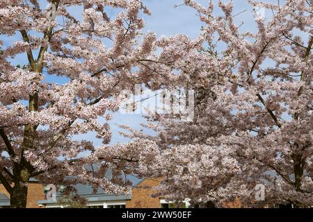 Yoshino Cherry (Prunus x yedoensis) Blossom, Welcome Building, RHS Garden Wisley, Woking, Surrey, England, Großbritannien, Großbritannien, Europa Stockfoto