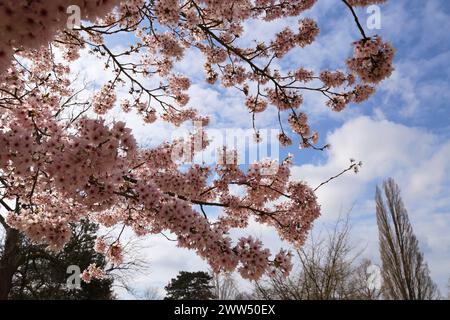 Yoshino Cherry (Prunus x yedoensis) Blossom, Welcome Building, RHS Garden Wisley, Woking, Surrey, England, Großbritannien, Großbritannien, Europa Stockfoto