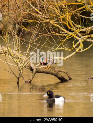 Männliche Mandarinenente (Aix galericulata) mit männlicher getufteter Ente (Aythya fuligula) auf dem Cemetery Lake am Southampton Common Stockfoto