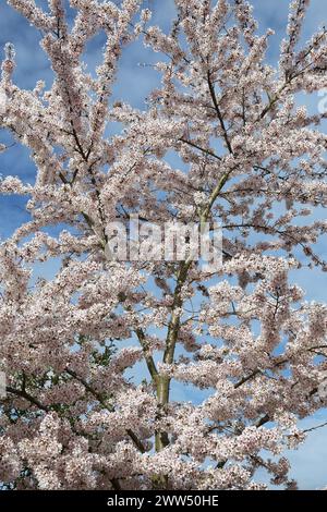 Yoshino Cherry (Prunus x yedoensis) Blossom, Welcome Building, RHS Garden Wisley, Woking, Surrey, England, Großbritannien, Großbritannien, Europa Stockfoto