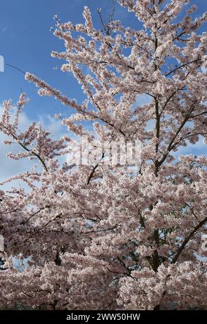 Yoshino Cherry (Prunus x yedoensis) Blossom, Welcome Building, RHS Garden Wisley, Woking, Surrey, England, Großbritannien, Großbritannien, Europa Stockfoto