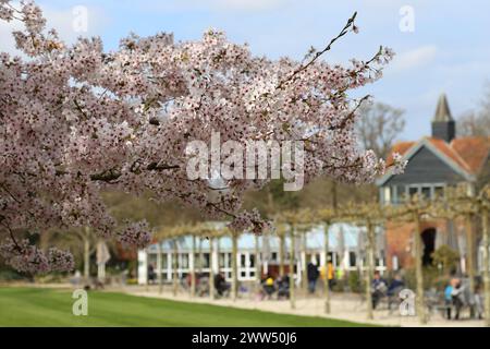 Yoshino Cherry (Prunus x yedoensis) Blossom, Welcome Lawn, RHS Garden Wisley, Woking, Surrey, England, Großbritannien, Großbritannien, Europa Stockfoto