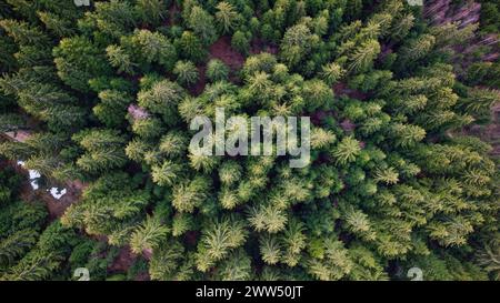 Drohnenansicht von Kiefern im Wald. Reise- und Entspannungskonzept. Stockfoto