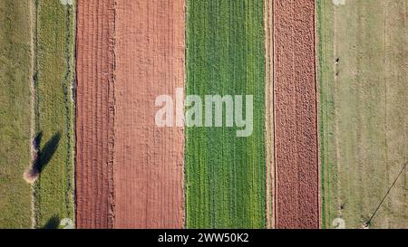 Drohnenansicht landwirtschaftlicher Felder aus der Luft. Anbau von Kulturen und Landwirtschaft. Stockfoto