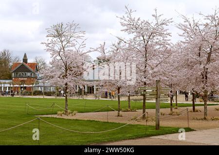 Yoshino Cherry (Prunus x yedoensis) Blossom, Welcome Lawn, RHS Garden Wisley, Woking, Surrey, England, Großbritannien, Großbritannien, Europa Stockfoto