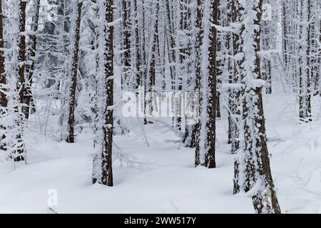 Blick auf gefrorene Bäume im Wald. Berglandschaft an einem Wintertag. Stockfoto