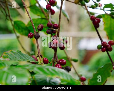 Nahaufnahme der Kaffeebohnenpflanze. Stockfoto