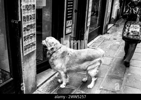 Ein Golden Retriever wartet vor einem Restaurant in der Stadt, ein stiller Plädoyer für ein gemeinsames Essen in seinen Augen. Das Wesen des Wartens in Schwarz-weiß - Loya Stockfoto