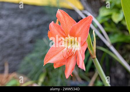 Barbados Lilienblume der Art Hippeastrum puniceum Stockfoto