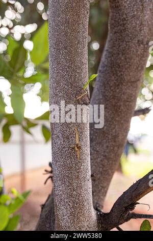 Zitrus Schneeschuppe Insekte der Art Unaspis citri auf Zitronenbaum Stockfoto