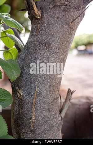 Zitrus Schneeschuppe Insekte der Art Unaspis citri auf Zitronenbaum Stockfoto