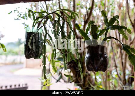 Krabbenkaktus Pflanze der Art Schlumbergera truncata Stockfoto