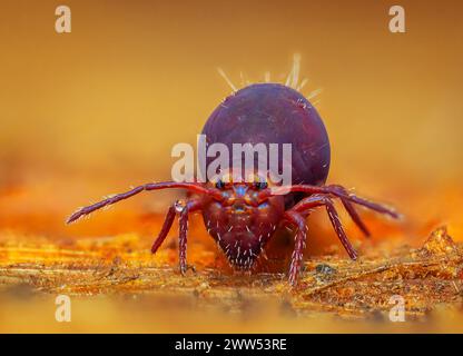 Kugelfederschwanz Dicyrtomina ornata oder fusca in sehr naher Ansicht Stockfoto