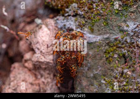 Ausgewachsene Jatai Biene der Art Tetragonisca angustula mit selektivem Fokus Stockfoto