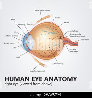 Anatomie Des Menschlichen Auges, Rechtes Auge Von Oben Betrachtet, Vektorillustration Stock Vektor
