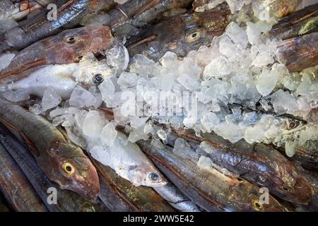 Eine üppige Ausstellung von frischen Wannengurnard (Chelidonichthys lucerna), auch bekannt als Saphirringurnard, Röhrenfisch, Tubfish oder gelbe Gurnard im Stockfoto